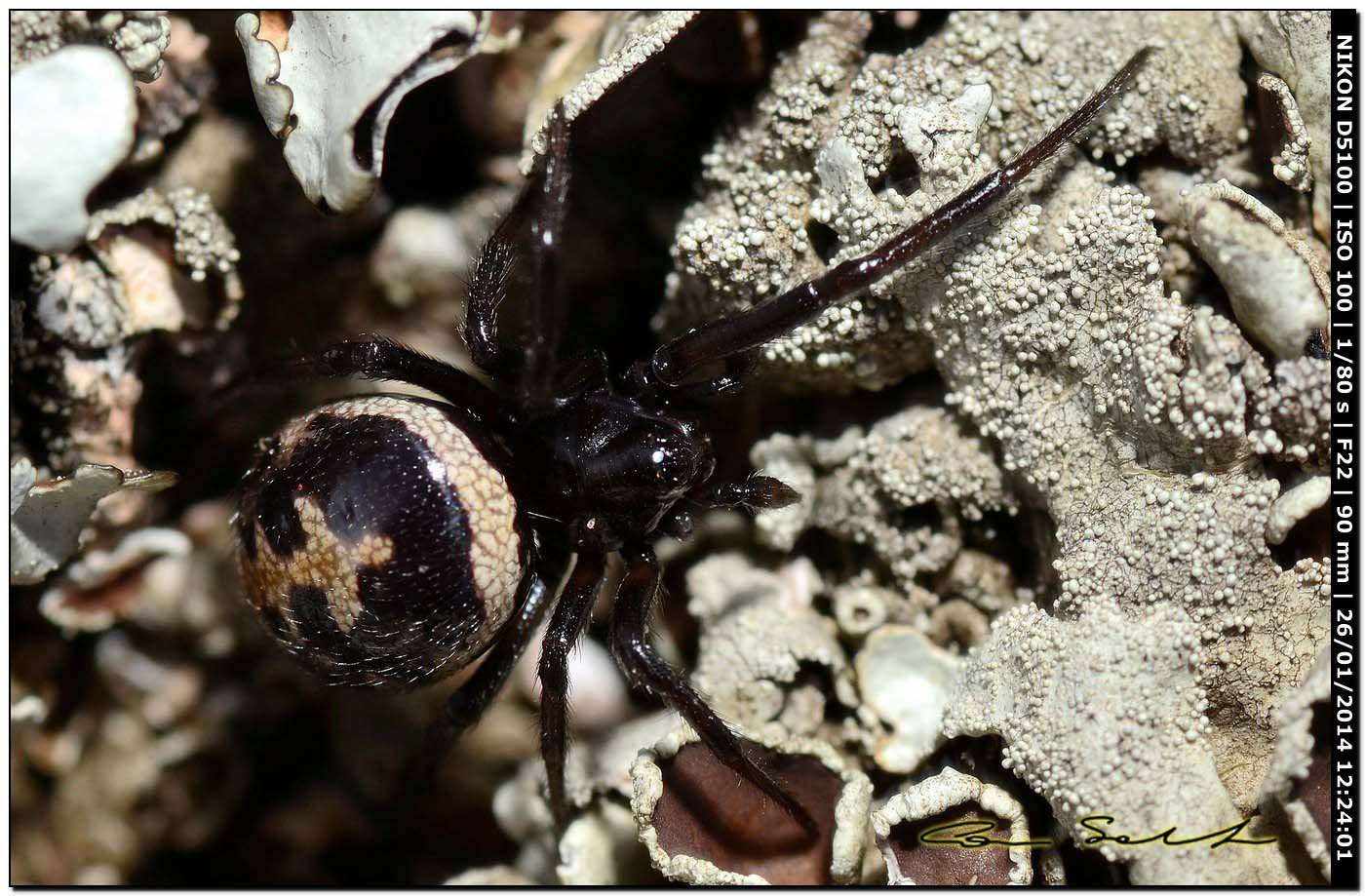 Steatoda paykulliana - Monte Santu Pedru (Alghero, SS)